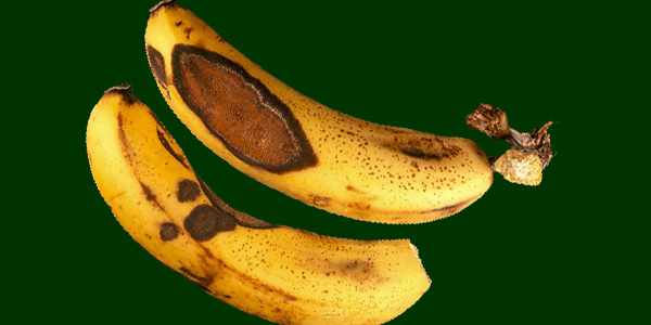uploads/images/disease/Anthracnose  of banana.jpg